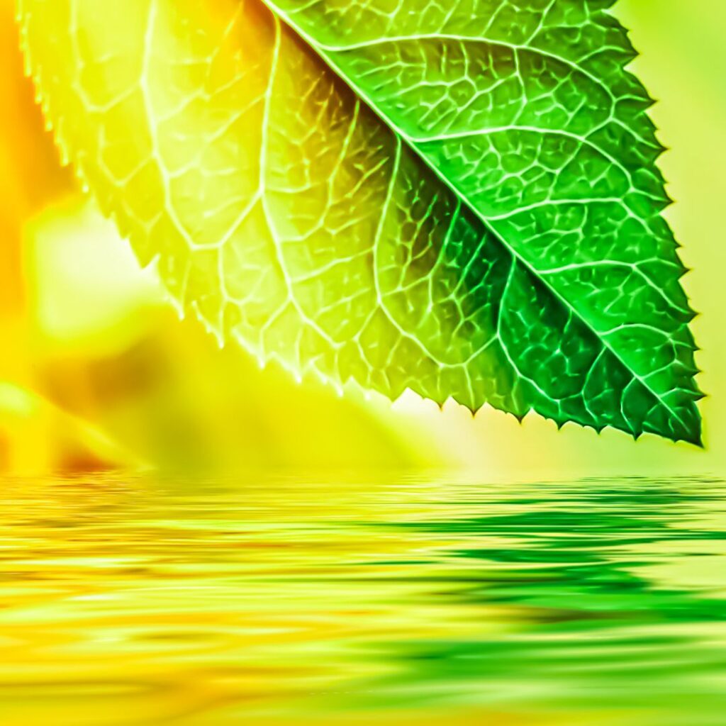 Scuola di formazione in discipline bio naturali a Bergamo
